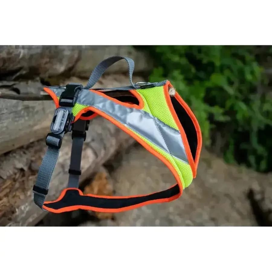 Beat Grossenbacher Dog`s Fun Run Night