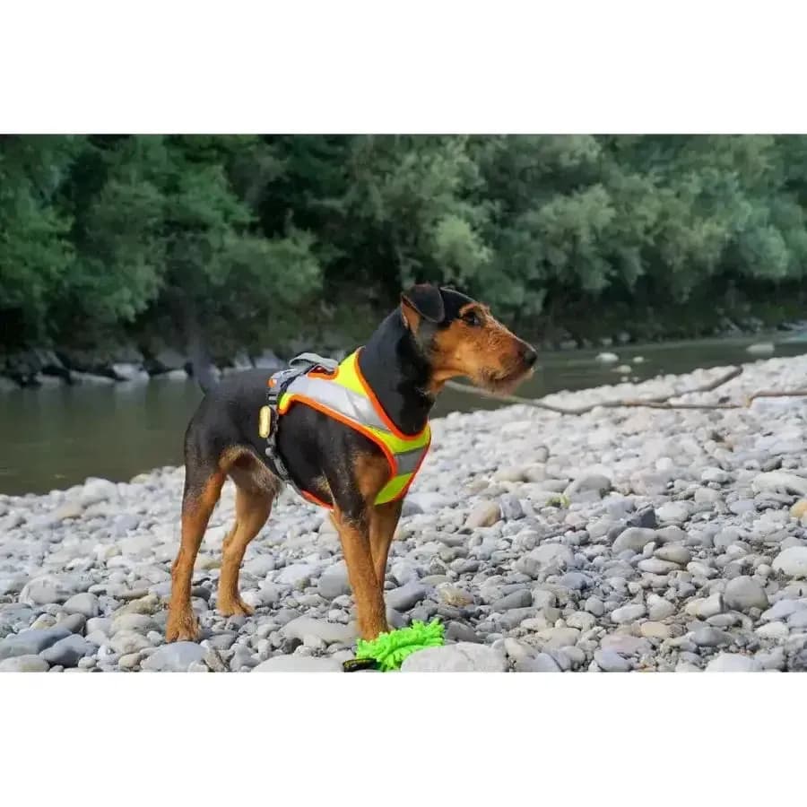 Beat Grossenbacher Dog`s Fun Run Night