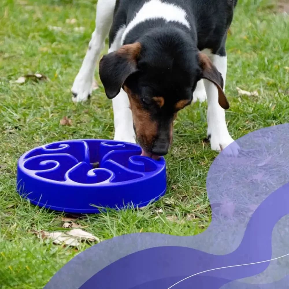 Eat Slow Live Longer Anti Schling-Napf