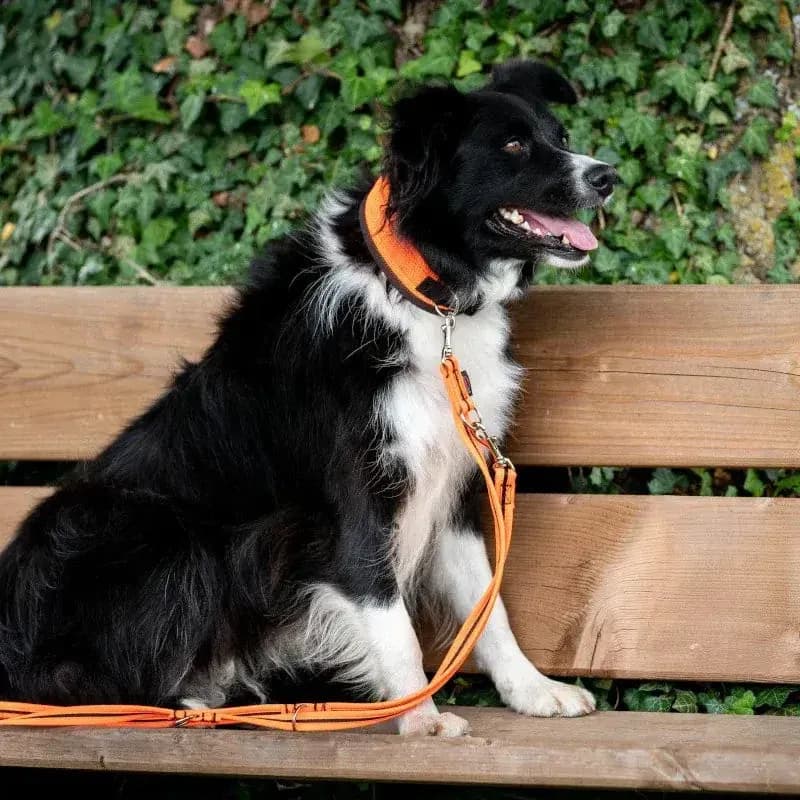 Hundeleine eingefasst von Beat Grossenbacher