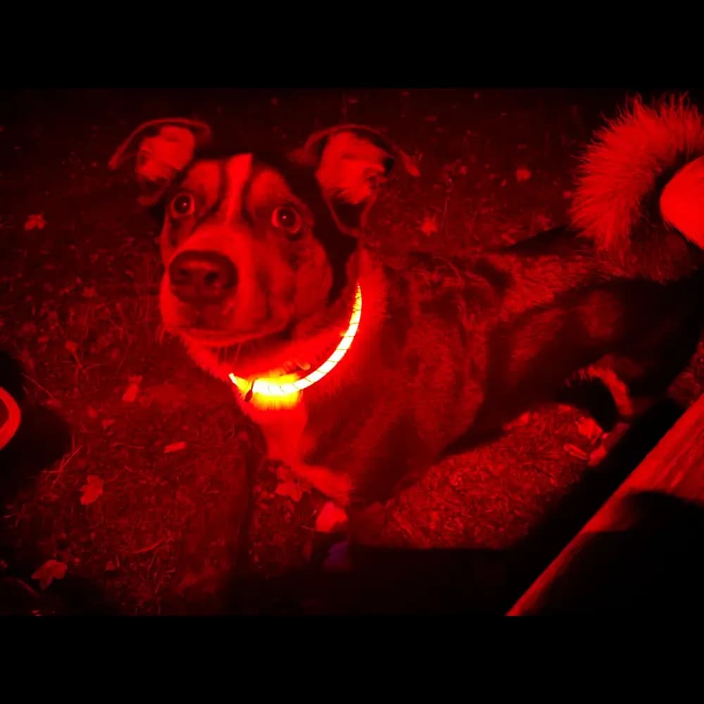 Leuchthalsband für Hunde