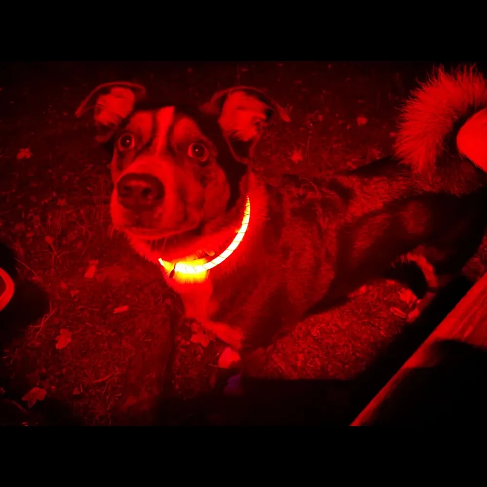 Leuchthalsband für Hunde
