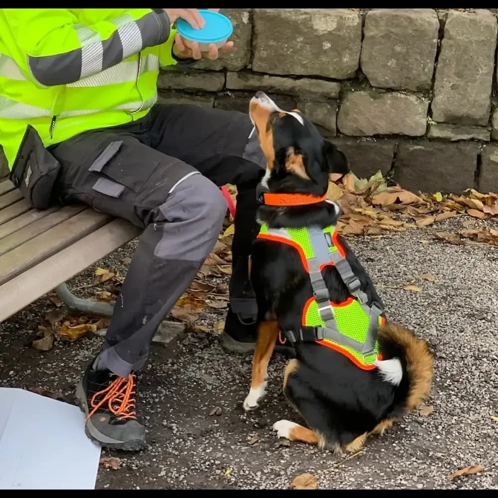 Mantrailing-Geschirr V mit Reflektor und LED