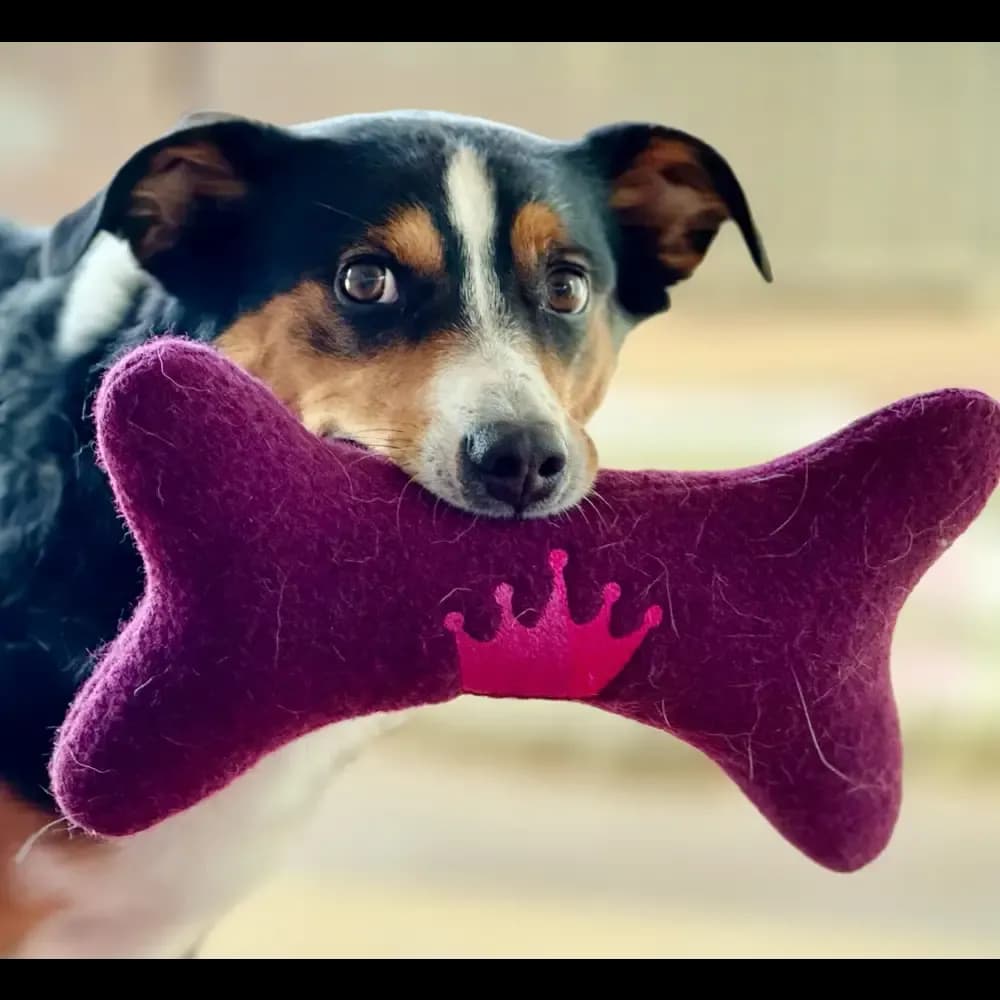 Nachhaltiges Hundespielzeug "Königsknochen"