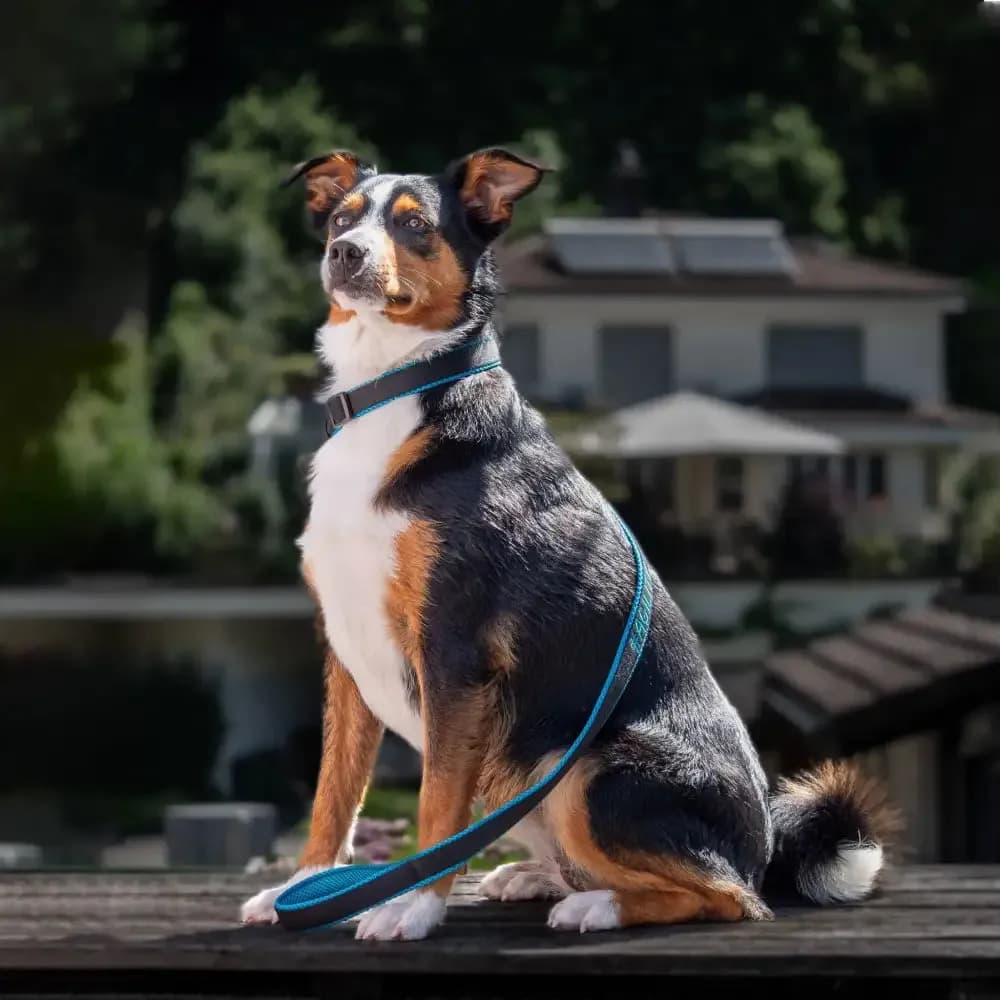 Personalisierbare Retrieverleine für Hundesport