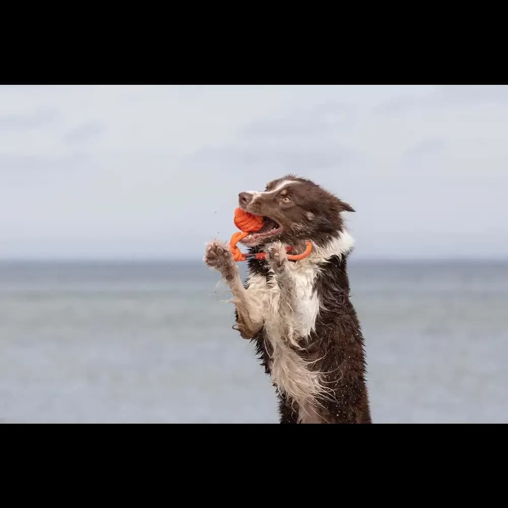 treusinn. Tau-Spielzeug BOLLY