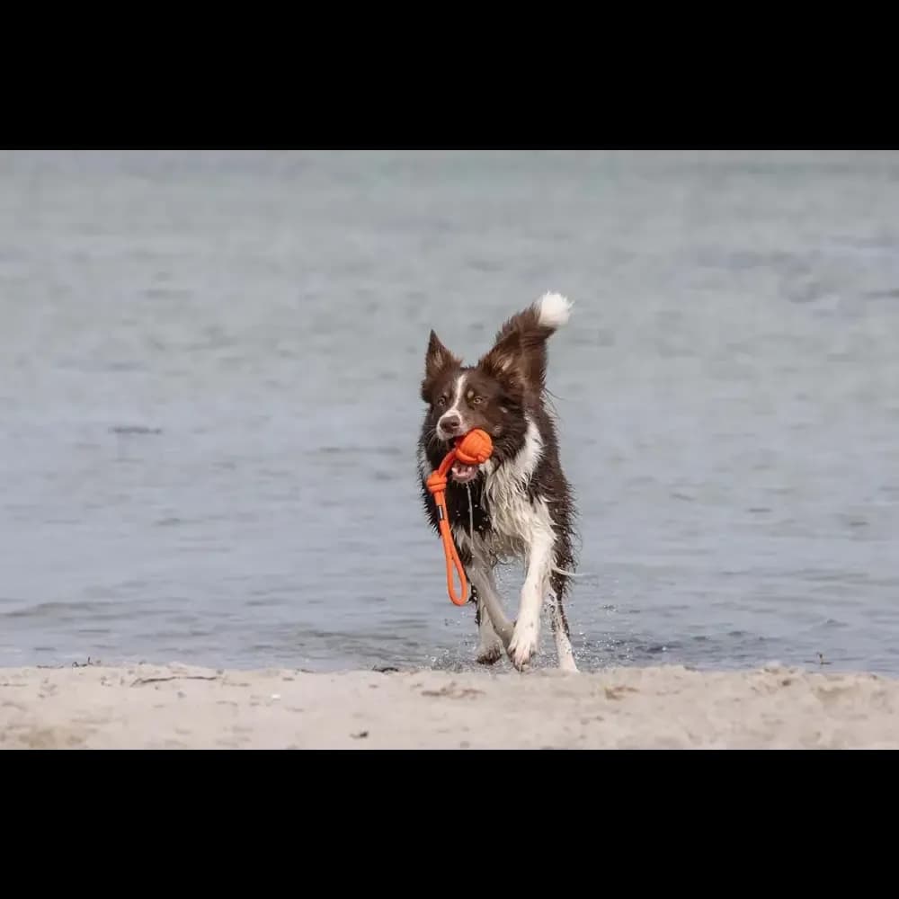 treusinn. Tau-Spielzeug BOLLY
