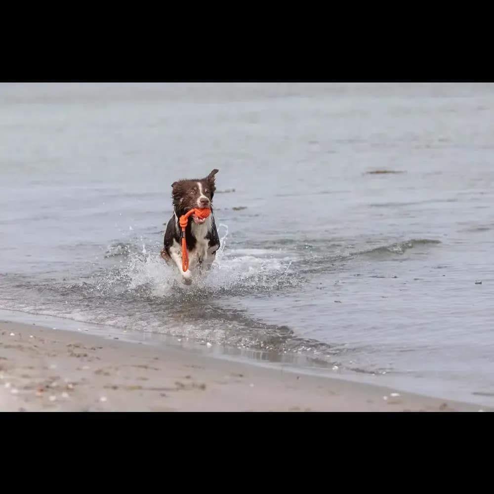treusinn. Tau-Spielzeug BOLLY