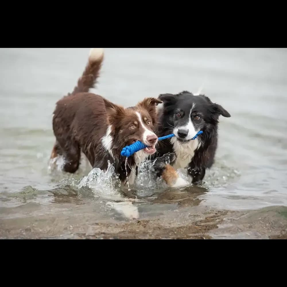treusinn. Tau-Spielzeug SPIELY für Hunde – Robustes Design