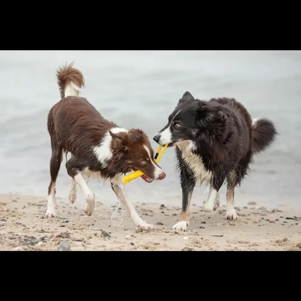 treusinn. Tau-Spielzeug SPIELY für Hunde – Robustes Design