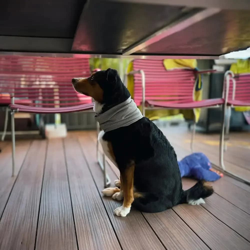 WOLTERS watchout Kühlschal für Hunde